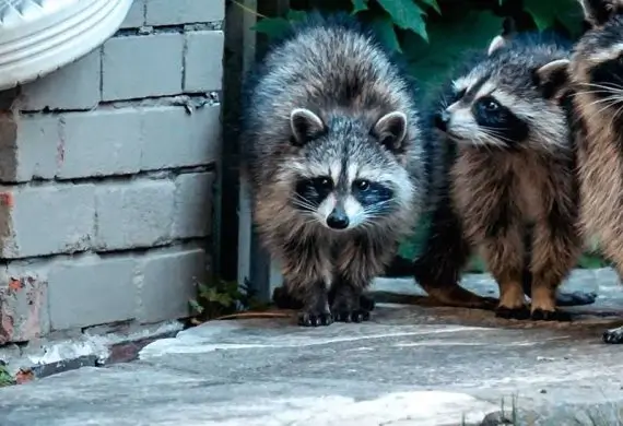 animal-control-570x390-1