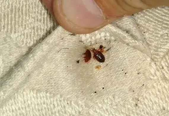 bed-bug-control-570x390-1
