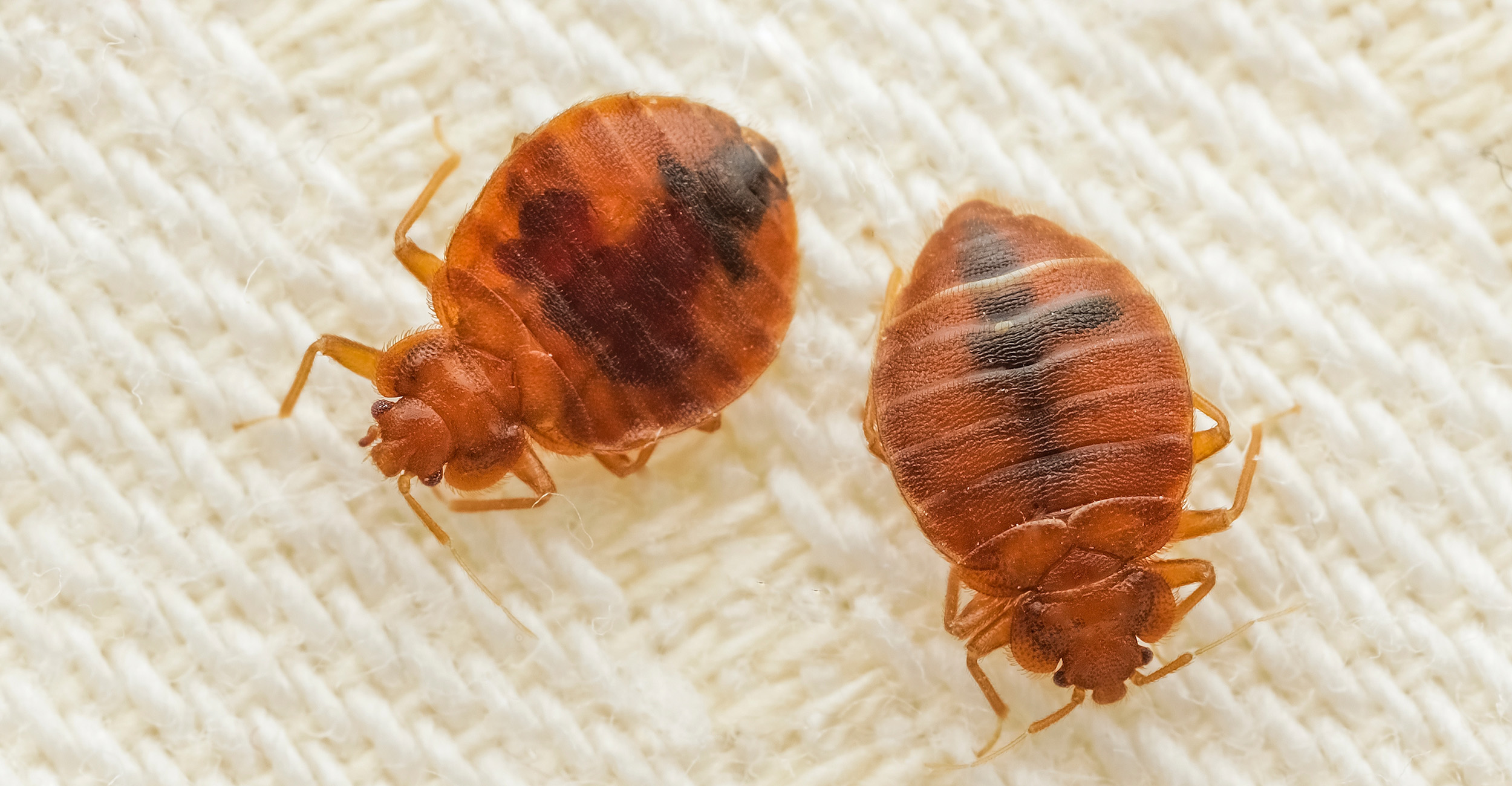 bedbugs-what-to-know-2500x1300