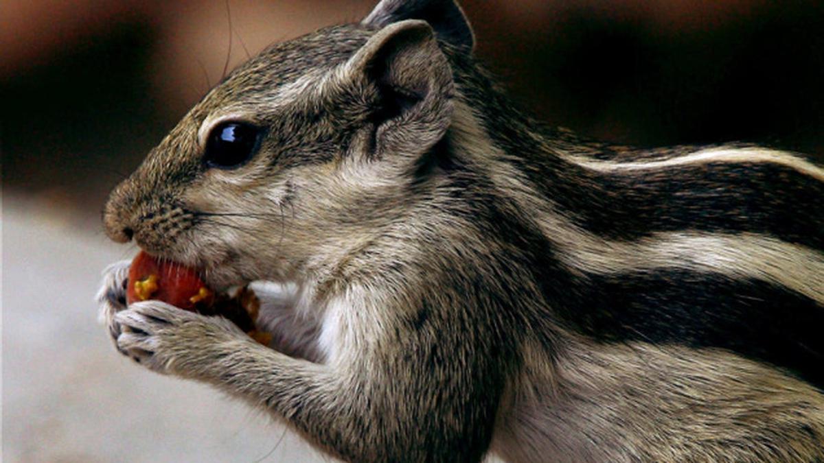 30MPSQUIRREL