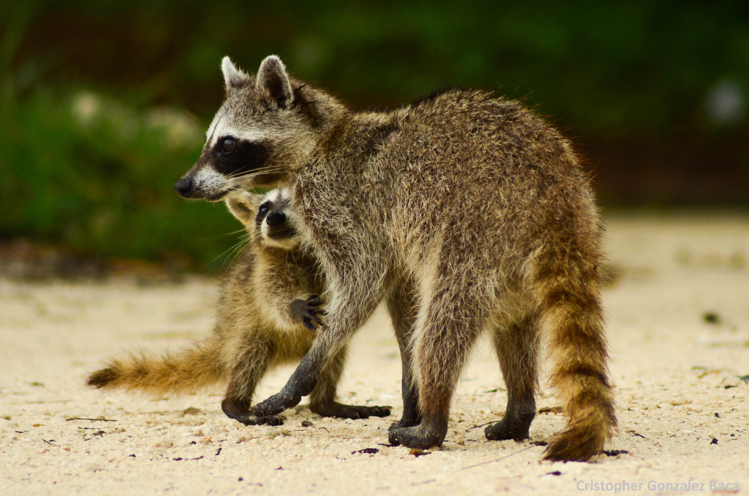 Procyon_pygmaeus_cub