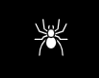 Spider Control