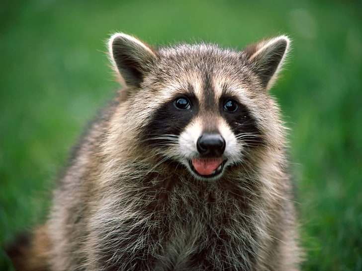 animals-raccoon-wallpaper-preview